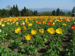 くじゅう花公園
