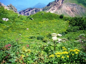 磐梯山お花畑