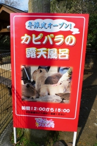カピバラ露天風呂