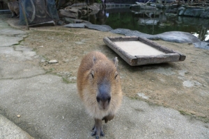 カピバラと遊ぶ