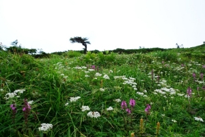 岩手県早池峰山