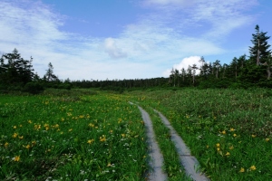 八幡平のニッコウキスゲ