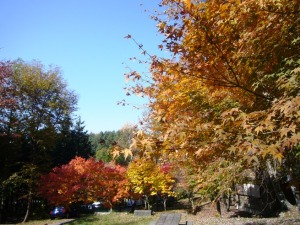 戸倉山キャンプ場の紅葉