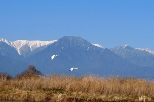 白鳥と有明山