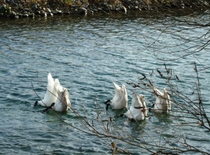 ただいま食事中の白鳥たち