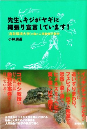 先生、キジがヤギに縄張り宣言をしています!